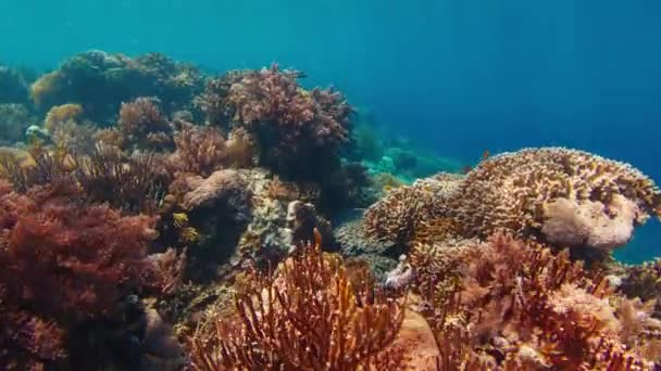 Vista Submarina Del Arrecife Coral Sano Vívido Parque Nacional Komodo — Vídeo de stock