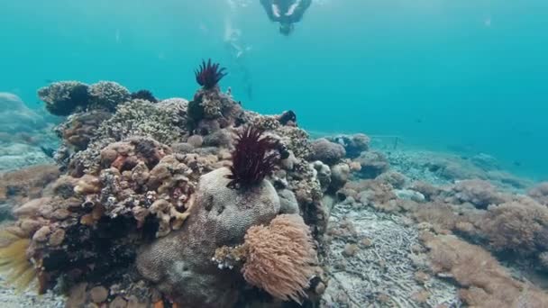 Arrecife Coral Con Corales Blandos Mar Tropical Bali Indonesia — Vídeo de stock