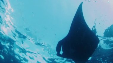 Dev okyanus manta vatozu, dev manta vatozu veya okyanus manta vatozu, Mobula birostris okyanusta yüzer.