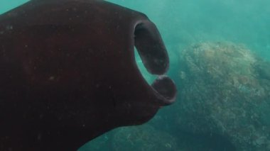 Dev okyanus manta vatozu, dev manta vatozu veya okyanus manta vatozu, Mobula birostris okyanusta yüzer.