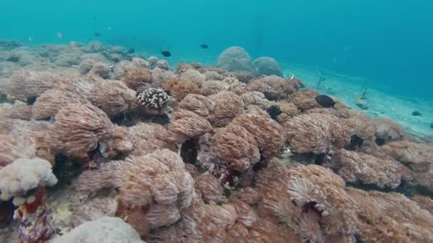 Tropikal Denizde Yumuşak Mercanları Olan Mercan Kayalıkları Bali Endonezya — Stok video