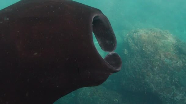 Rayo Manta Oceánico Gigante Rayo Manta Gigante Rayo Manta Oceánico — Vídeo de stock
