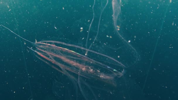 Medusa Flutua Mar Brilha Com Cores Arco Íris — Vídeo de Stock