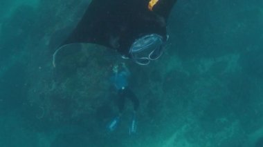 NUSA PenIDA, INDONESIA - 25 Temmuz 2023: Dev okyanus manta vatozu, dev manta vatozu veya okyanus manta vatozu, Mobula birostris kamerayla okyanusta yüzer