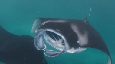 Dev okyanus manta vatozu, dev manta vatozu veya okyanus manta vatozu, Mobula birostris okyanusta yüzer.