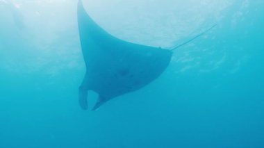 Dev okyanus manta vatozu, dev manta vatozu veya okyanus manta vatozu, Mobula birostris okyanusta yüzer.