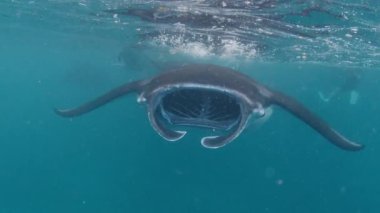 Dev okyanus manta vatozu, dev manta vatozu veya okyanus manta vatozu, Mobula birostris okyanusta yüzer.