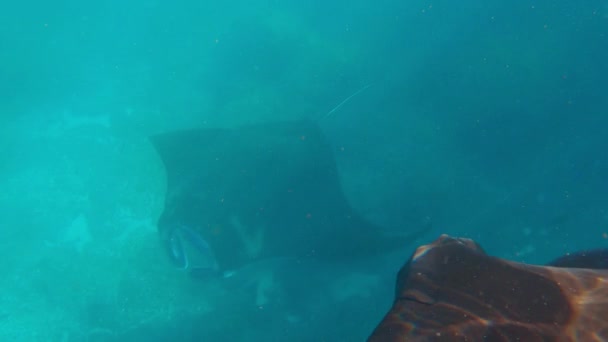 Rayo Manta Oceánico Gigante Rayo Manta Gigante Rayo Manta Oceánico — Vídeos de Stock