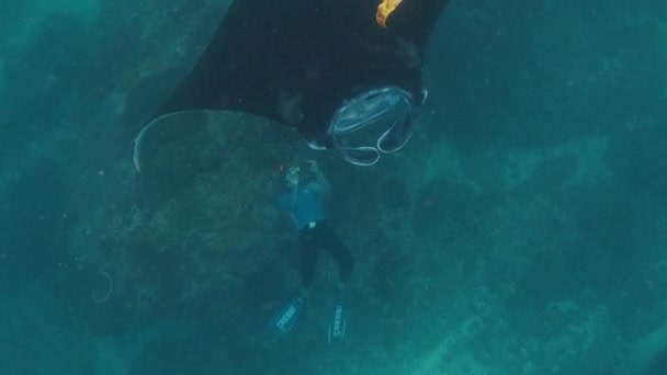Nusa Penida Indonésia Julho 2023 Gigantesco Raio Manta Oceânico Gigantesco — Vídeo de Stock