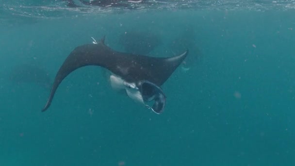Rayo Manta Oceánico Gigante Rayo Manta Gigante Rayo Manta Oceánico — Vídeo de stock