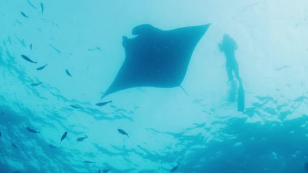 Mujer Freediver Nada Mar Con Manta Rayo Oceánico Gigante Mobula — Vídeo de stock