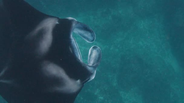 Rayo Manta Oceánico Gigante Rayo Manta Gigante Rayo Manta Oceánico — Vídeos de Stock