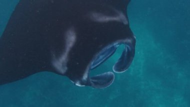 Dev okyanus manta vatozu, dev manta vatozu veya okyanus manta vatozu, Mobula birostris okyanusta yüzer.