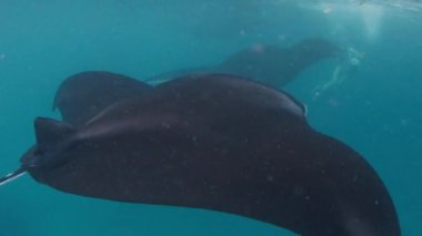 Dev okyanus manta vatozu, dev manta vatozu veya okyanus manta vatozu, Mobula birostris okyanusta yüzer.