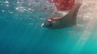 Dev okyanus manta vatozu, dev manta vatozu veya okyanus manta vatozu, Mobula birostris okyanusta yüzer.