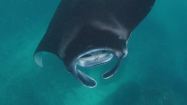Dev okyanus manta vatozu, dev manta vatozu veya okyanus manta vatozu, Mobula birostris okyanusta yüzer.