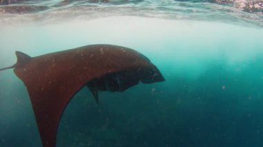 Dev okyanus manta vatozu, dev manta vatozu veya okyanus manta vatozu, Mobula birostris okyanusta yüzer.