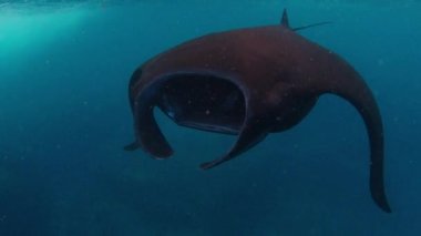 Dev okyanus manta vatozu, dev manta vatozu veya okyanus manta vatozu, Mobula birostris okyanusta yüzer.