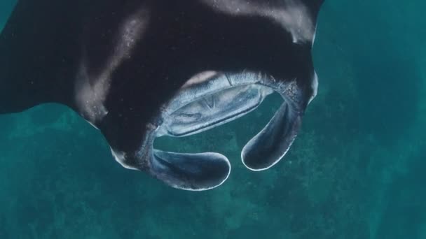 Gigantesco Raio Manta Oceânico Gigantesco Raio Manta Raio Manta Oceânico — Vídeo de Stock