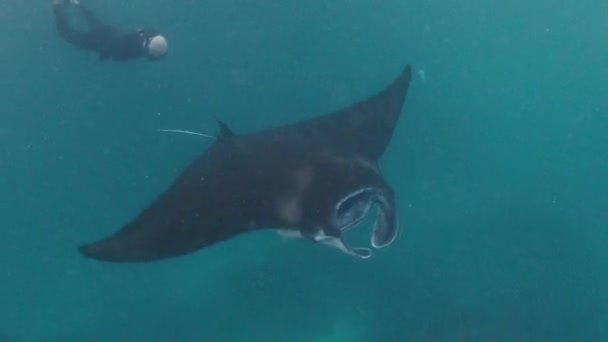 Orang Berenang Dengan Raksasa Manta Ray Samudera — Stok Video