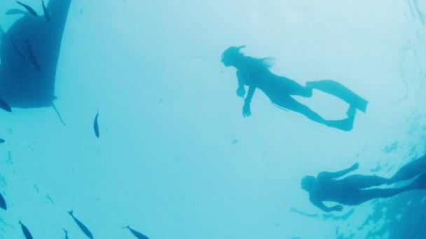 女性は巨大な海洋マンタ レイまたはモブラ バロストリスと海で泳ぐ — ストック動画
