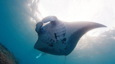 Dev okyanus manta vatozu ya da Mobula birostris, Nusa Penida, Bali, Endonezya adası yakınlarındaki okyanusta yavaşça yüzer.