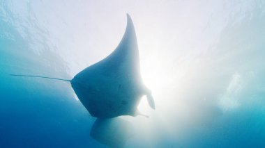 Dev okyanus manta vatozu ya da Mobula birostris, Nusa Penida, Bali, Endonezya adası yakınlarındaki okyanusta yavaşça yüzer.