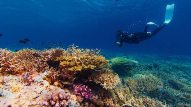 Bol sağlıklı resifte serbest dalış. Serbest dalış yapan kadın Endonezya 'daki Komodo Ulusal Parkı' nda su altında süzülüyor ve sağlıklı mercan resiflerini izliyor.