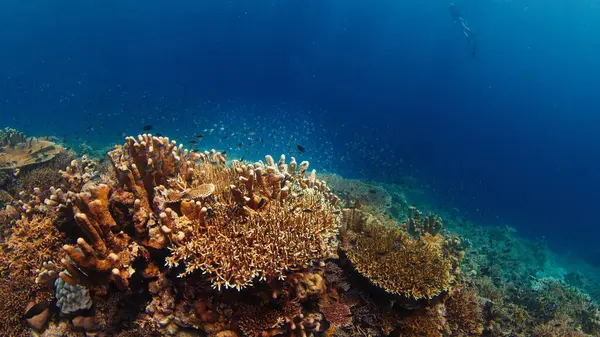 Recife Coral Saudável Subaquático Parque Nacional Komodo Indonésia Imagens Royalty-Free