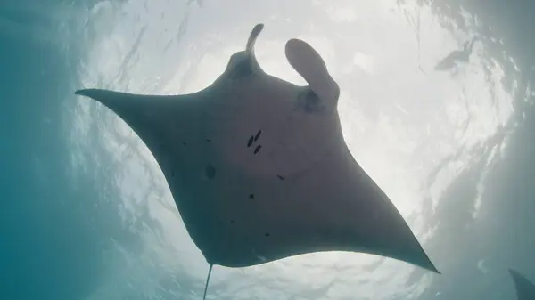 Giant Oceanic Manta Ray Mobula Birostris Slowly Swims Underwater Ocean Stock Photo