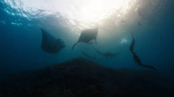 Giant Oceanic Manta Rays Mobula Birostris Slowly Swim Underwater Nusa Royalty Free Stock Photos