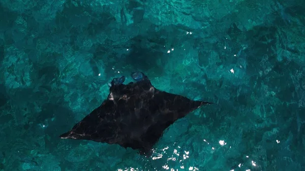 巨大な海洋マンタレイが海で泳いでいる モブラ バロストリスは ペニダ島近くのマンタ ポイントでゆっくりと水中を泳いでいる インドネシア ストックフォト
