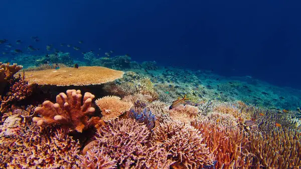 Healthy Coral Reef Underwater Komodo National Park Indonesia Stock Photo
