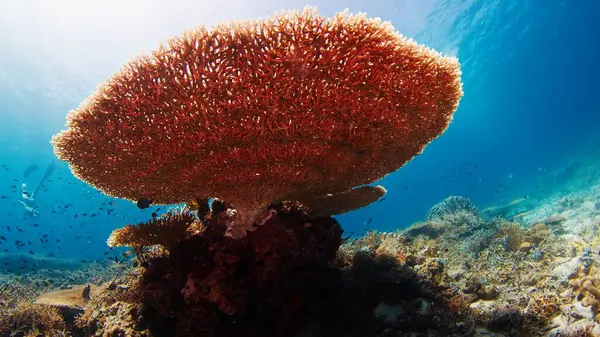 Gesundes Korallenriff Unter Wasser Komodo Nationalpark Indonesien lizenzfreie Stockfotos
