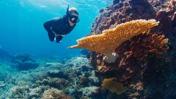 豊富な健康的なサンゴ礁で解放されました 女性は水中を滑り インドネシアのコモド国立公園で健康的なサンゴ礁を見ています ロイヤリティフリーのストック画像