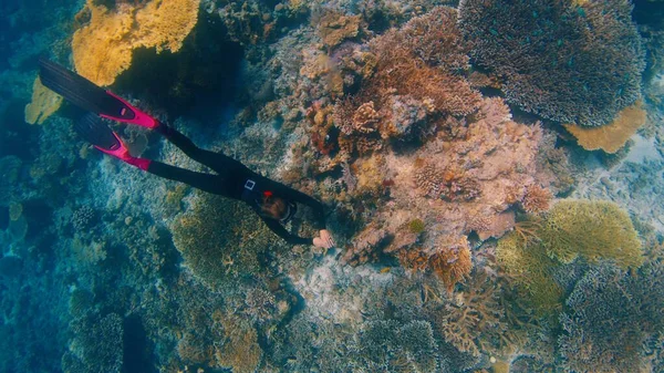 豊富な健康的なサンゴ礁で解放されました 女性は水中を滑り インドネシアのコモド国立公園で健康的なサンゴ礁を見ています ロイヤリティフリーのストック写真