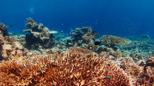 Recife Coral Saudável Subaquático Parque Nacional Komodo Indonésia Imagem De Stock