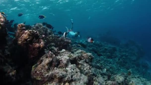 Muž Plave Pod Vodou Tropickém Moři Školou Ryb — Stock video
