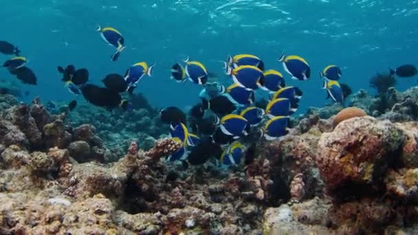 Muž Plave Pod Vodou Tropickém Moři Školou Ryb — Stock video