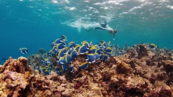 女性は魚の学校と熱帯海で水中を泳ぐ — ストック動画