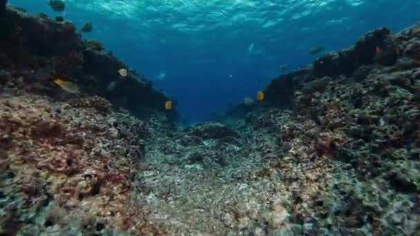 Kamera Denizin Dibindeki Siperde Altında Hareket Ediyor — Stok video