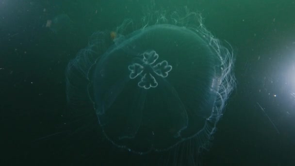Bezwzględna Meduza Pływa Jeziorze Papui Zachodniej Misool Indonezja — Wideo stockowe