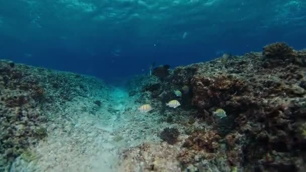 Kamera Denizin Dibindeki Siperde Altında Hareket Ediyor — Stok video