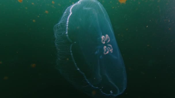 Medusa Senza Puzza Nuota Nel Lago Papua Occidentale Misool Indonesia — Video Stock