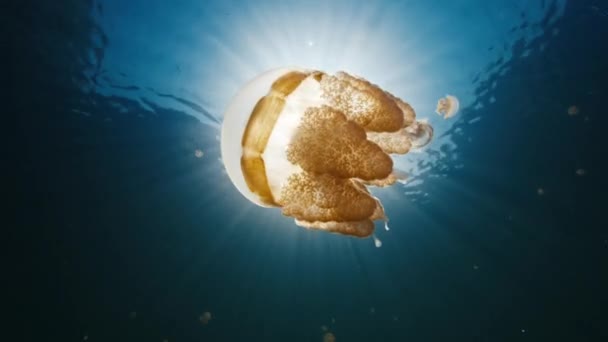 Stingless Jellyfish Swims Lake West Papua Misool Indonesia — Stock Video