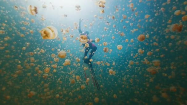 Freediver Iğnesiz Denizanalarıyla Dolu Gölde Yüzer Batı Papua Misool Endonezya — Stok video
