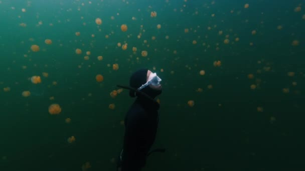 프리디버는 해파리가 가득한 호수에서 수영합니다 서파푸아 미소올 인도네시아 — 비디오