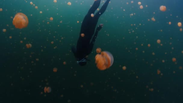 Freediver Zwemt Het Meer Vol Met Stekelloze Kwallen West Papoea — Stockvideo