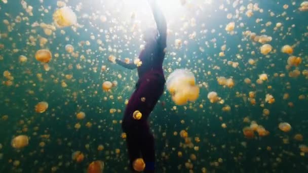 프리디버는 해파리가 가득한 호수에서 수영합니다 서파푸아 미소올 인도네시아 — 비디오