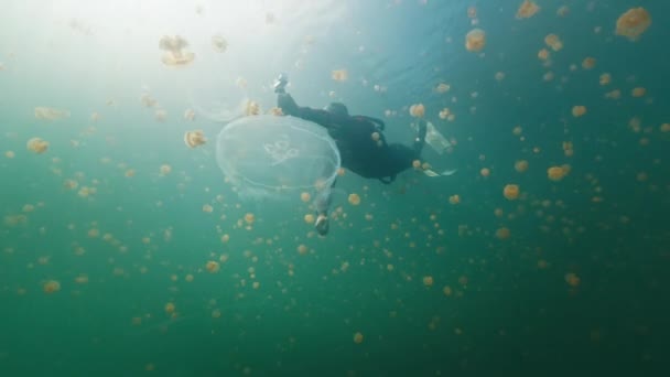 フリーダイバーは アクションカメラでステンレスクラゲやフィルムでいっぱいの湖で泳ぎます 西パプア ミソゾール インドネシア — ストック動画